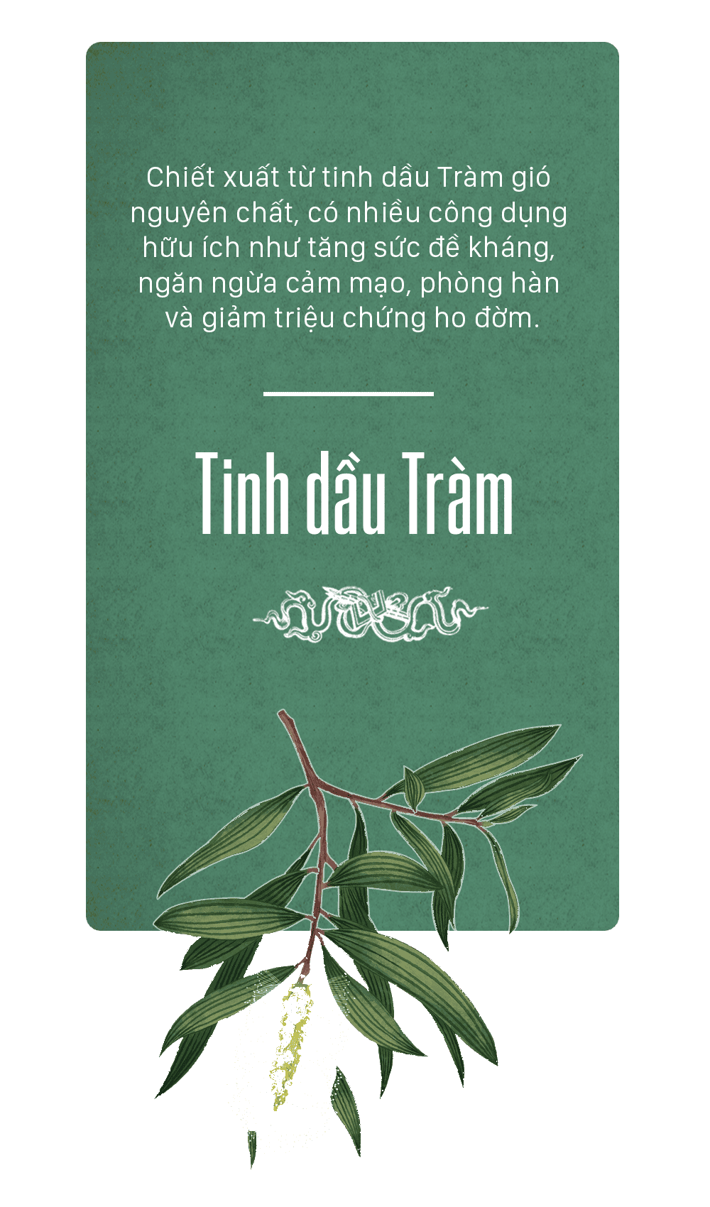 tinh dầu tràm Huế