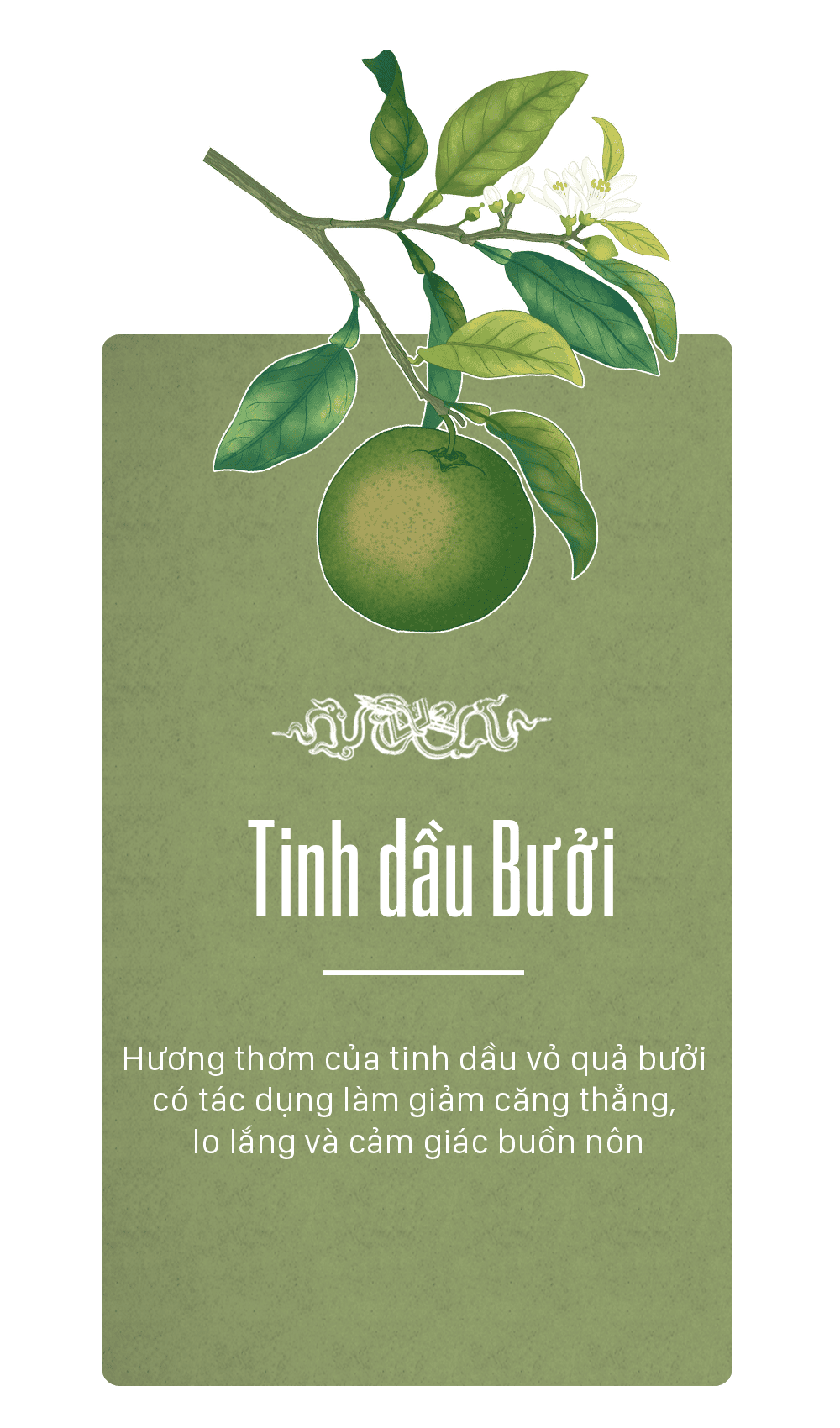 tinh dầu bưởi