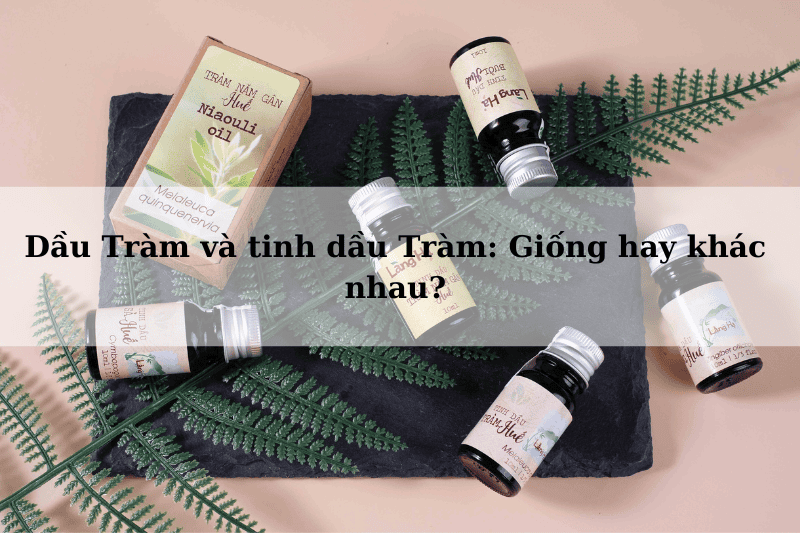 Dầu Tràm và tinh dầu Tràm Giống hay khác nhau