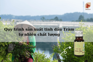 cách làm tinh dầu Tràm