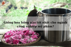 Giống hoa hồng nào tốt nhất cho ngành công nghiệp mỹ phẩm