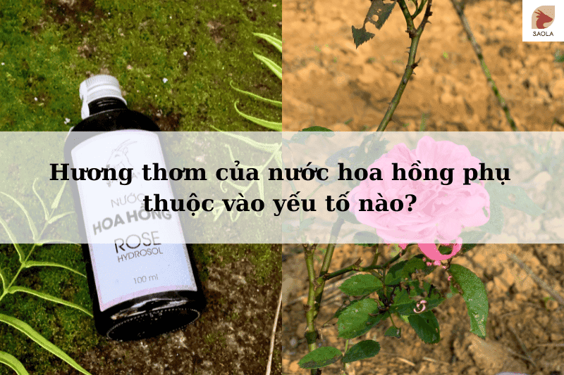 Hương thơm của nước hoa hồng phụ thuộc vào yếu tố nào