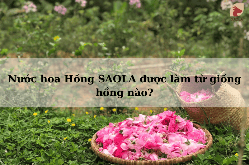 Nước hoa Hồng SAOLA được làm từ giống hồng nào