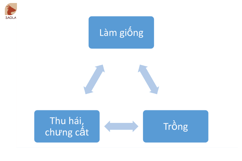 Quy trình chưng cất Nước Hoa Hồng Saola