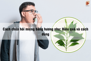 Cách chữa hôi miệng bằng hương nhu Hiệu quả và cách dùng