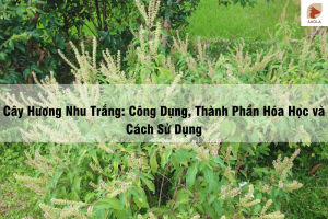 Cây Hương Nhu Trắng Công Dụng, Thành Phần Hóa Học và Cách Sử Dụng