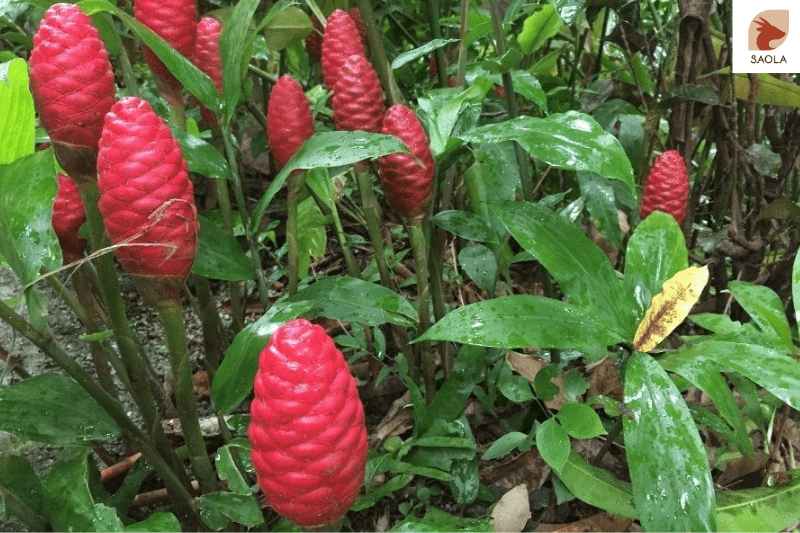 Gừng Gió là gì