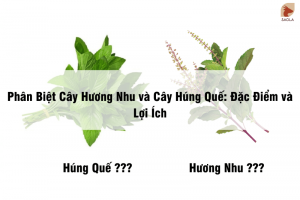 Cây Hương Nhu có phải là cây húng quế