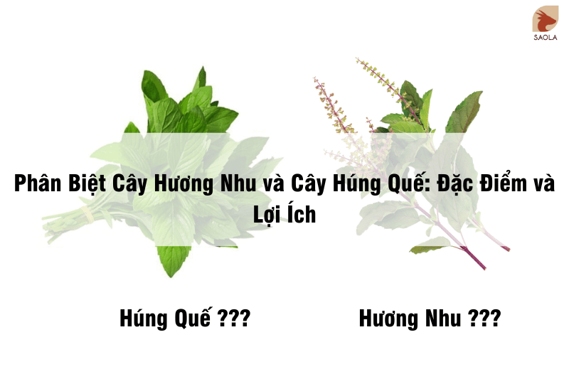 Phân Biệt Cây Hương Nhu và Cây Húng Quế: Đặc Điểm và Lợi Ích | SAO LA