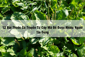 12 Bài Thuốc Cổ Truyền Từ Cây Mã Đề Được Nhiêu Người Tin Dùng