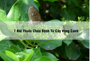 7 Bài Thuốc Chữa Bệnh Từ Cây Vọng Cách