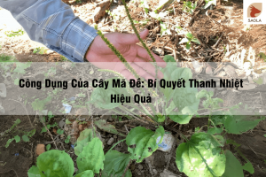 Công Dụng Của Cây Mã Đề Bí Quyết Thanh Nhiệt Hiệu Quả