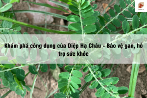 Khám phá công dụng của Diệp Hạ Châu - Bảo vệ gan, hỗ trợ sức khỏe