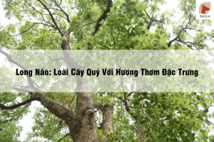 Long Não Loài Cây Quý Với Hương Thơm Đặc Trưng