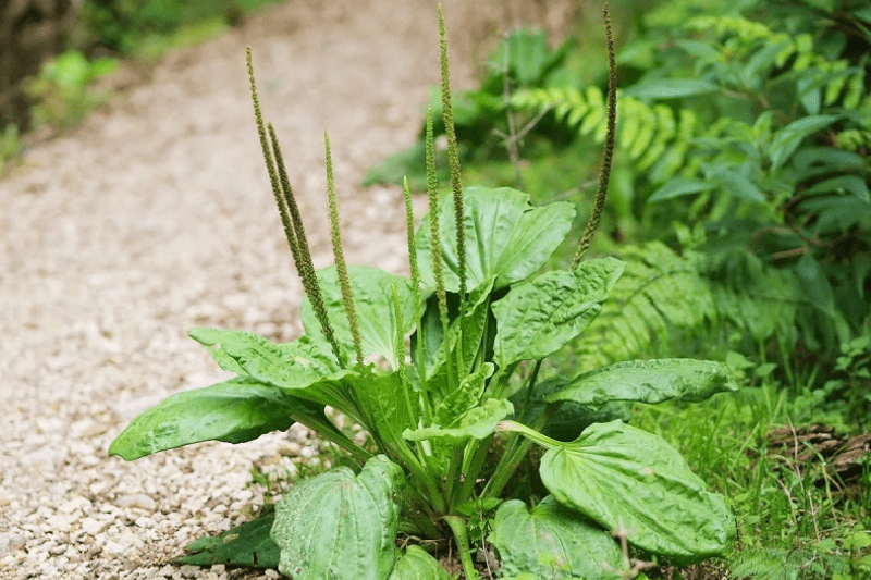 Mô Tả Chung Về Cây Mã Đề