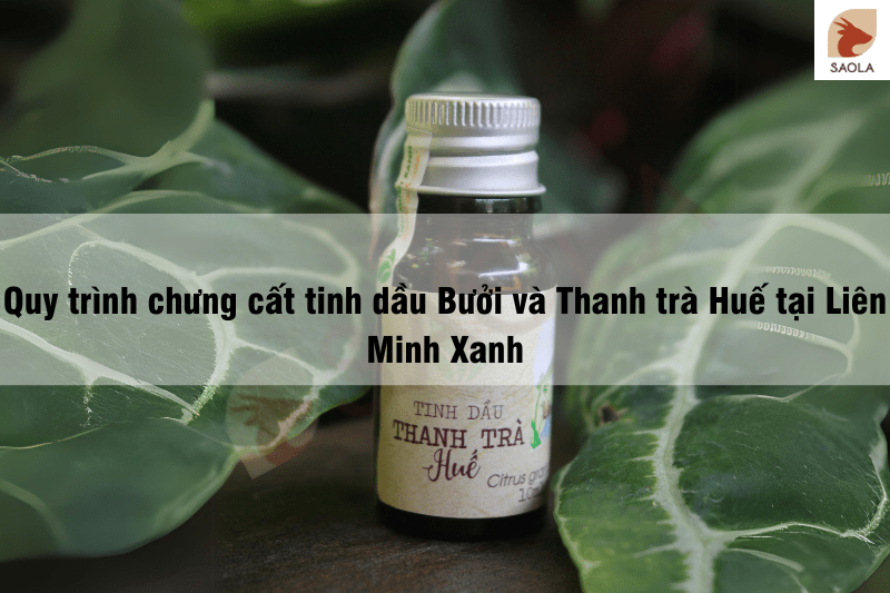 Quy trình chưng cất tinh dầu Bưởi và Thanh trà Huế tại Liên Minh Xanh