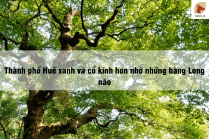 Thành phố Huế xanh và cổ kính hơn nhờ những hàng Long não