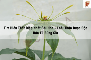 Thất diệp nhất chi hoa