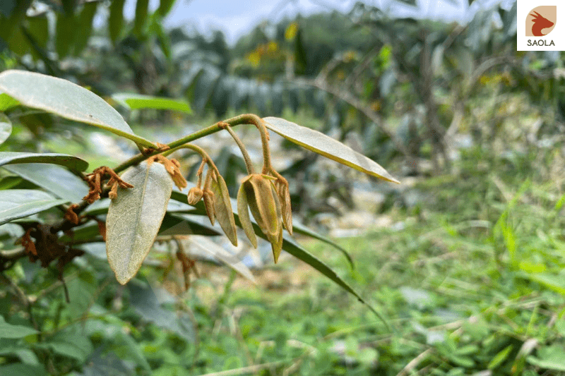 Tìm Hiểu Về Cây Hoa Giẻ