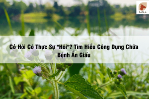 cây cỏ hôi