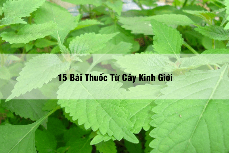 15 Bài Thuốc Từ Cây Kinh Giới