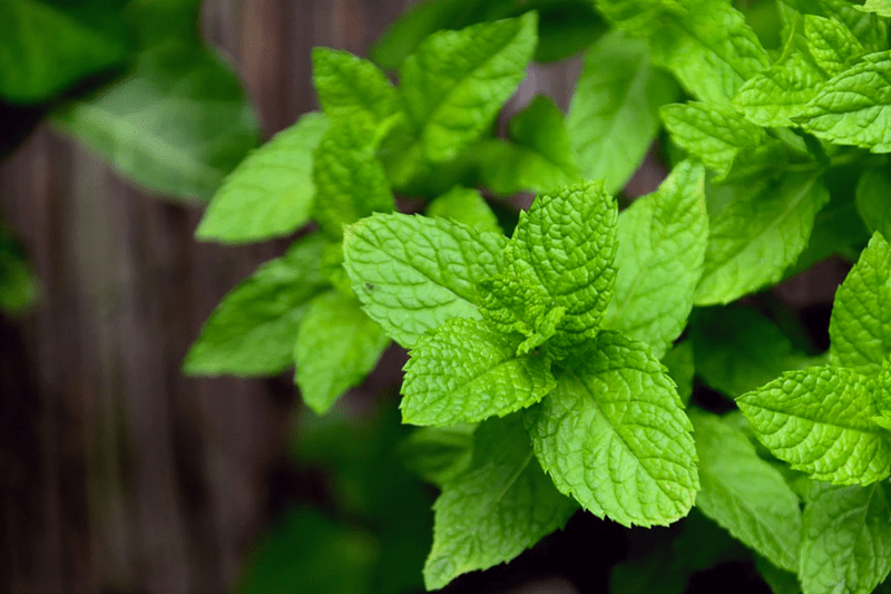 Bạc Hà Âu (Peppermint - Mentha piperita)