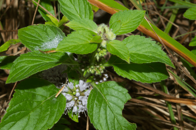 Bạc Hà Nhật (Japanese Mint - Mentha arvensis)