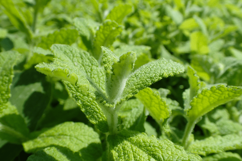 Bạc Hà Táo (Apple Mint - Mentha suaveolens)