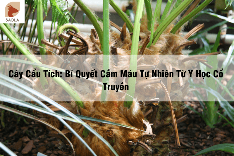 Cây Cẩu Tích Bí Quyết Cầm Máu Tự Nhiên Từ Y Học Cổ Truyền