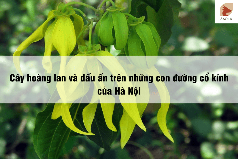 Cây hoàng lan và dấu ấn trên những con đường cổ kính của Hà Nội