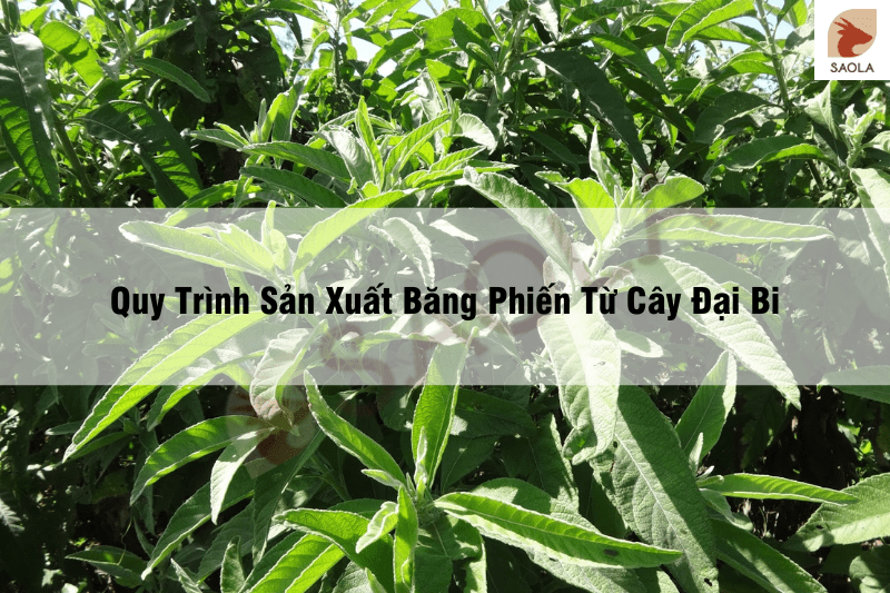 Quy Trình Sản Xuất Băng Phiến Từ Cây Đại Bi