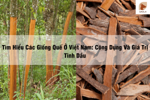 Giống Quế Ở Việt Nam