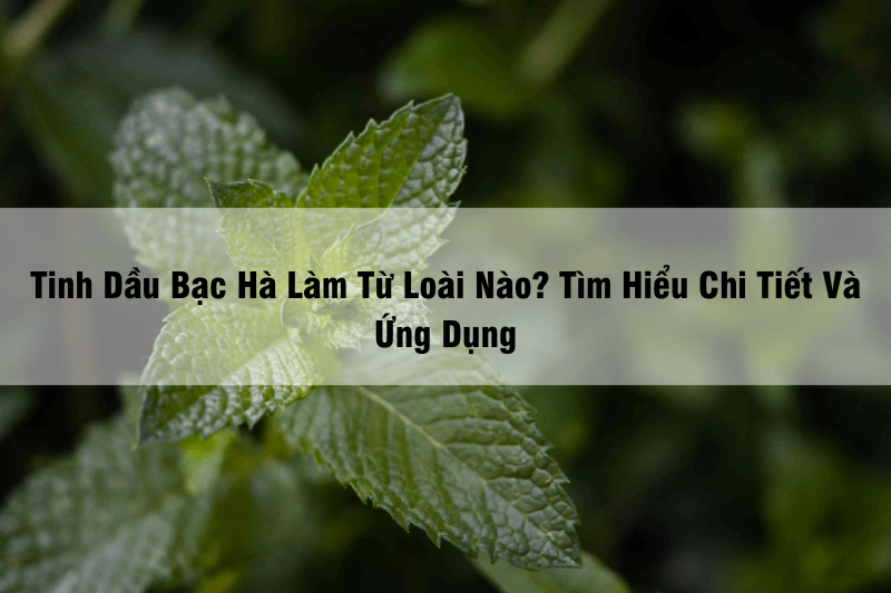 Tinh Dầu Bạc Hà Làm Từ Loài Nào Tìm Hiểu Chi Tiết Và Ứng Dụng