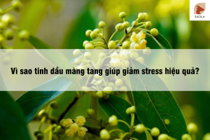 Vì sao tinh dầu màng tang giúp giảm stress hiệu quả