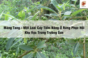 cây màng tang