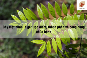 cây mật nhân