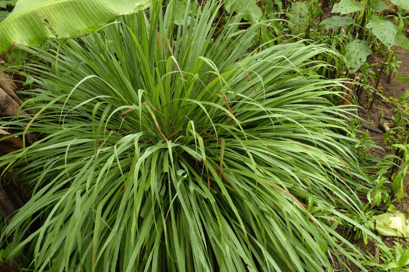 1. Sả chanh (Cymbopogon citratus)