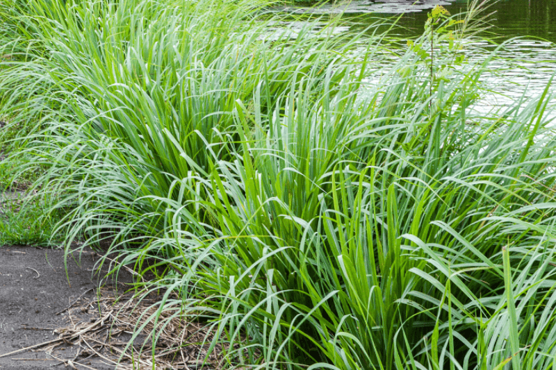 2. Sả dịu (Cymbopogon flexousus)