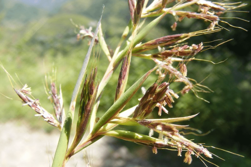 3. Sả hoa hồng (Cymbopogon martini)