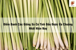 Các Giống Sả Có Tinh Dầu