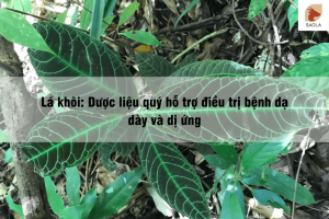 Lá khôi Dược liệu quý hỗ trợ điều trị bệnh dạ dày và dị ứng