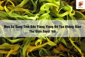 Mẹo Sử Dụng Tinh Dầu Ylang Ylang Để Tạo Không Gian Thư Giãn Tuyệt Vời