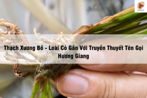 thạch xương bồ