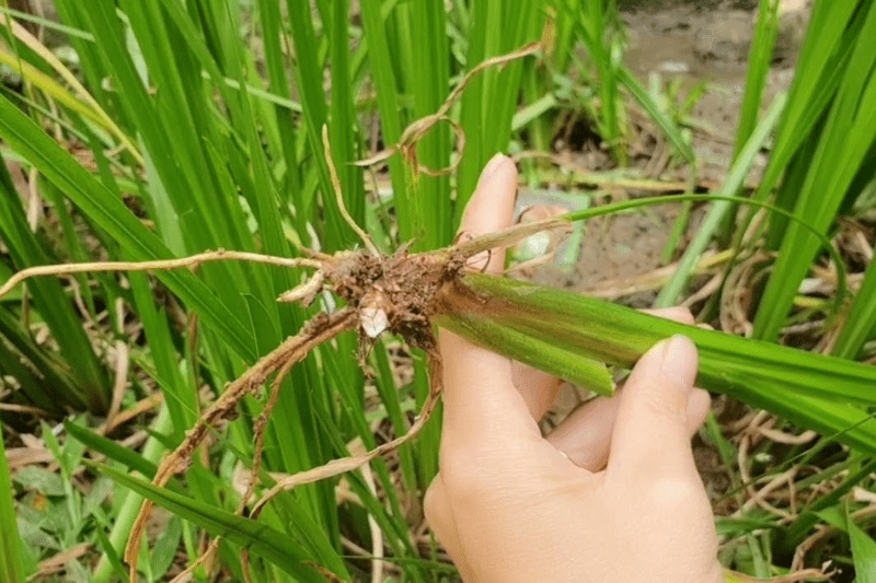 thạch xương bồ 2